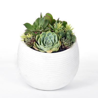 Succulents in a white ceramic bowl