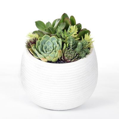 Succulents in a white ceramic bowl