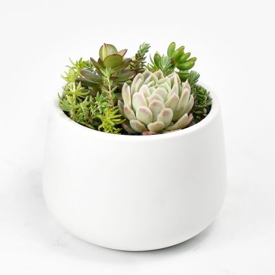 Succulents in white ceramic rounded pot