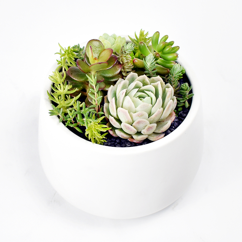 Succulents in white ceramic rounded pot