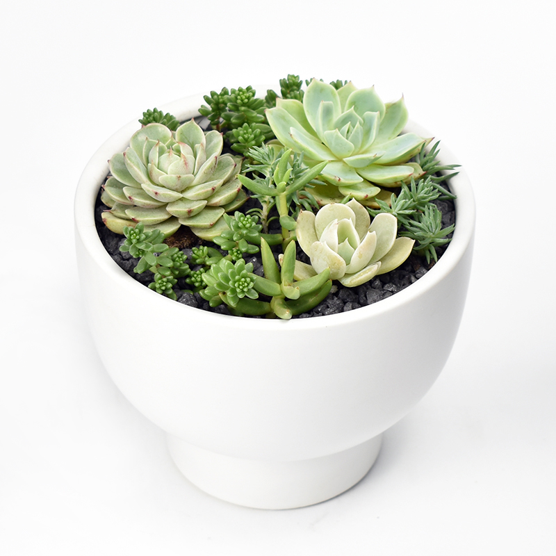 Succulent arrangement in white ceramic pot