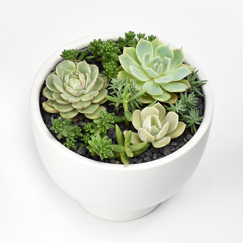 Succulent arrangement in white ceramic pot