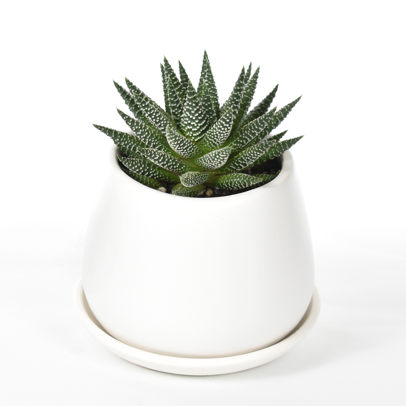 haworthia fasciata succulent plant in white ceramic pot