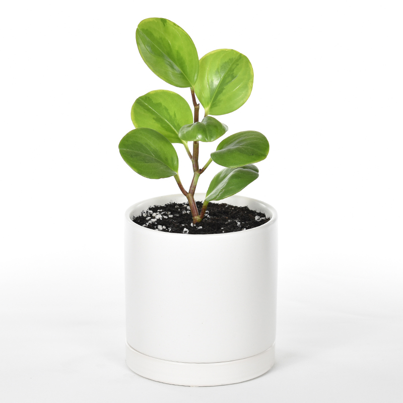 peperomia obtusifolia in white ceramic pot with saucer