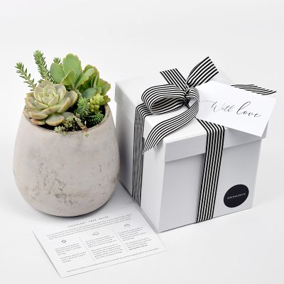 Succulent Plant Arrangement in Concrete Tulip Shaped Pot Gift