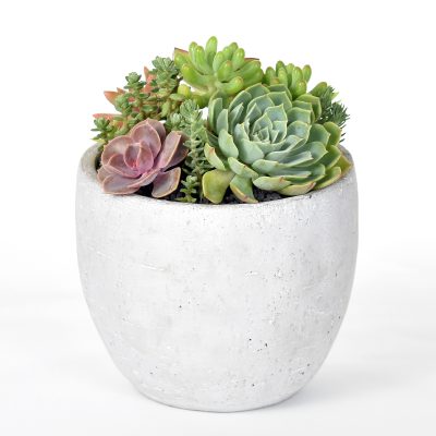 Succulents in a concrete bowl