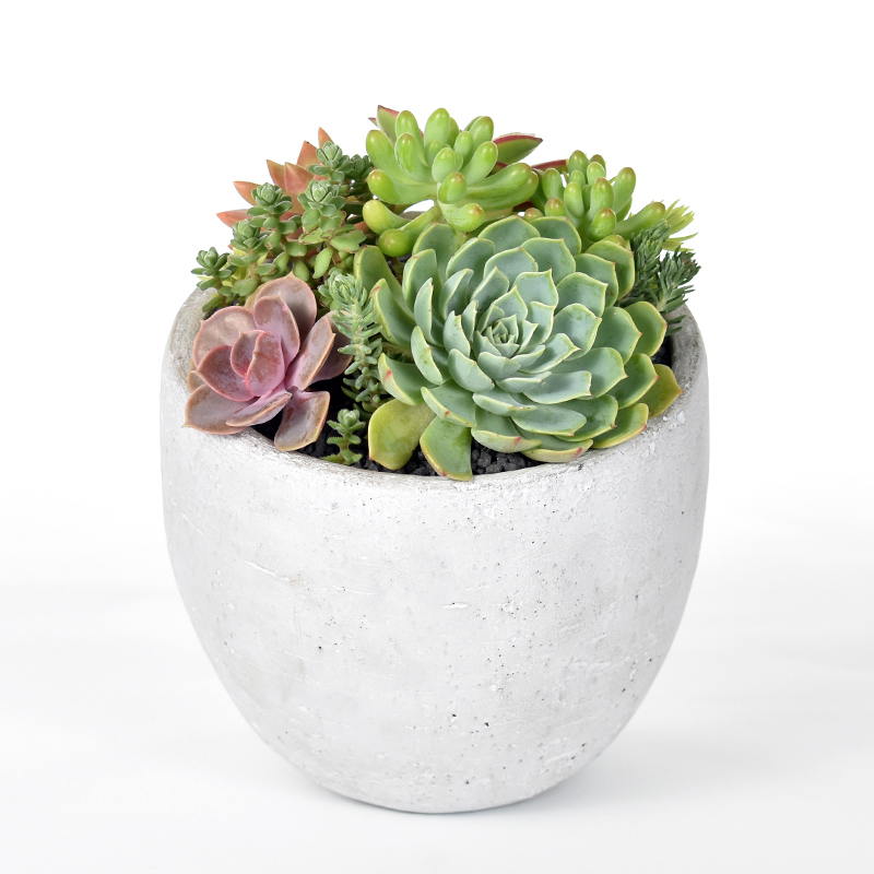 Succulents in a concrete bowl