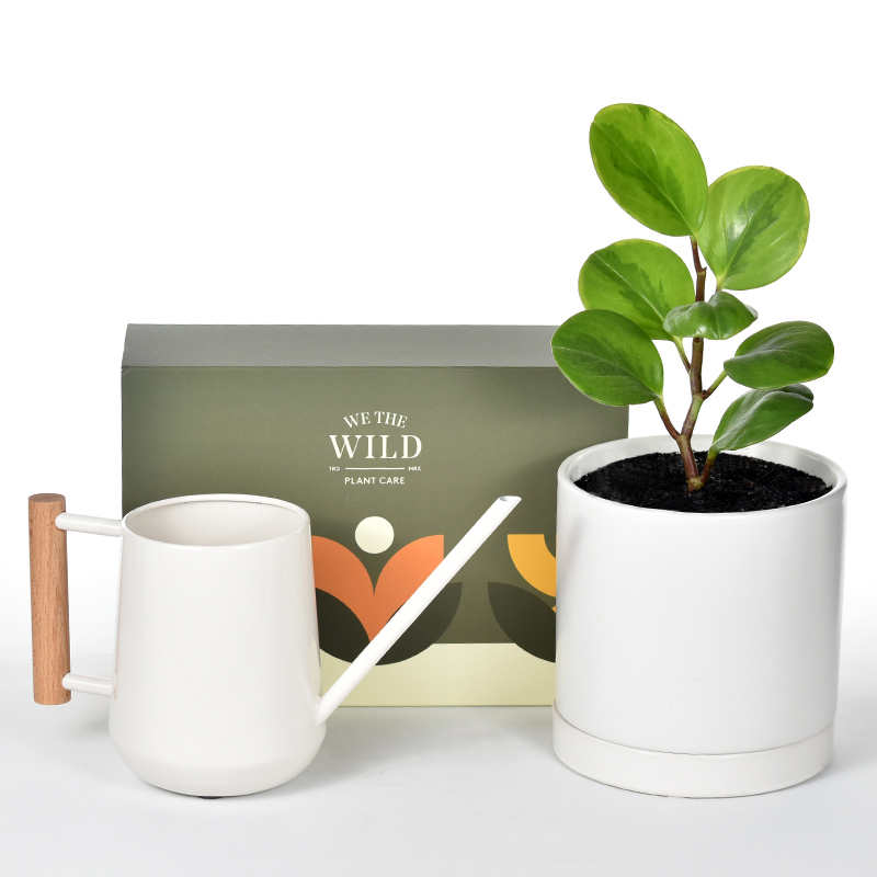 Indoor plant in ceramic pot with sauce with a plant care kit and watering can
