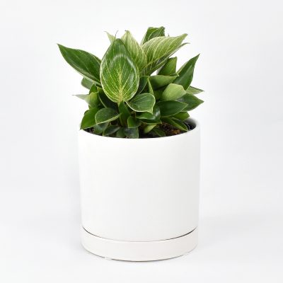 Philodendron Birkin plant in white ceramic pot