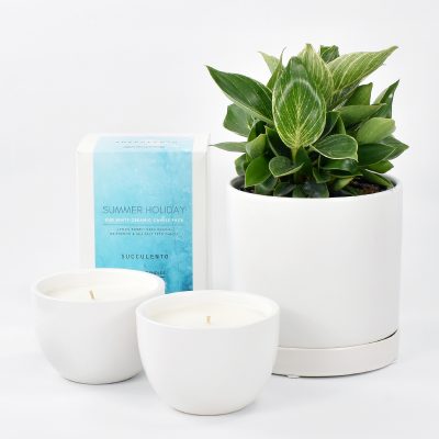 philodendron birking plant in white ceramic and summer Holiday candle duo gift box