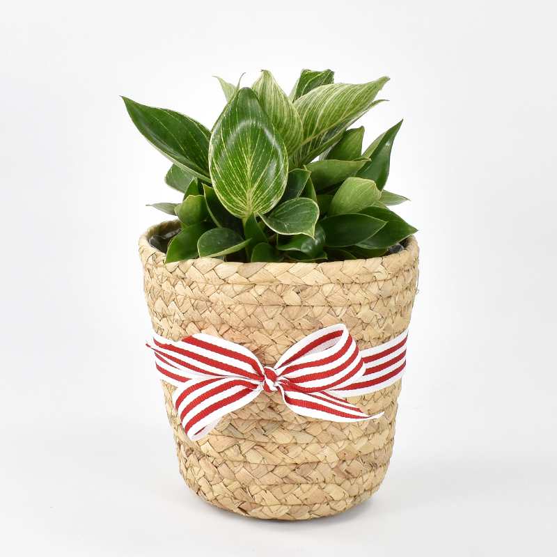 Philodendron birkin plant in woven basket