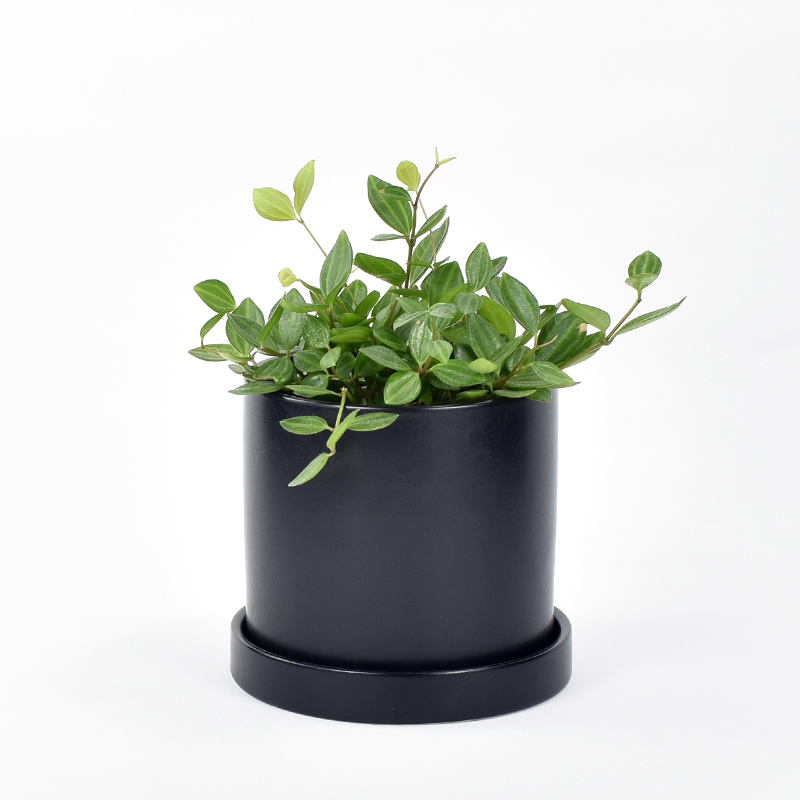 Pperomia angulats rocca verde in matte black ceramic pot and saucer