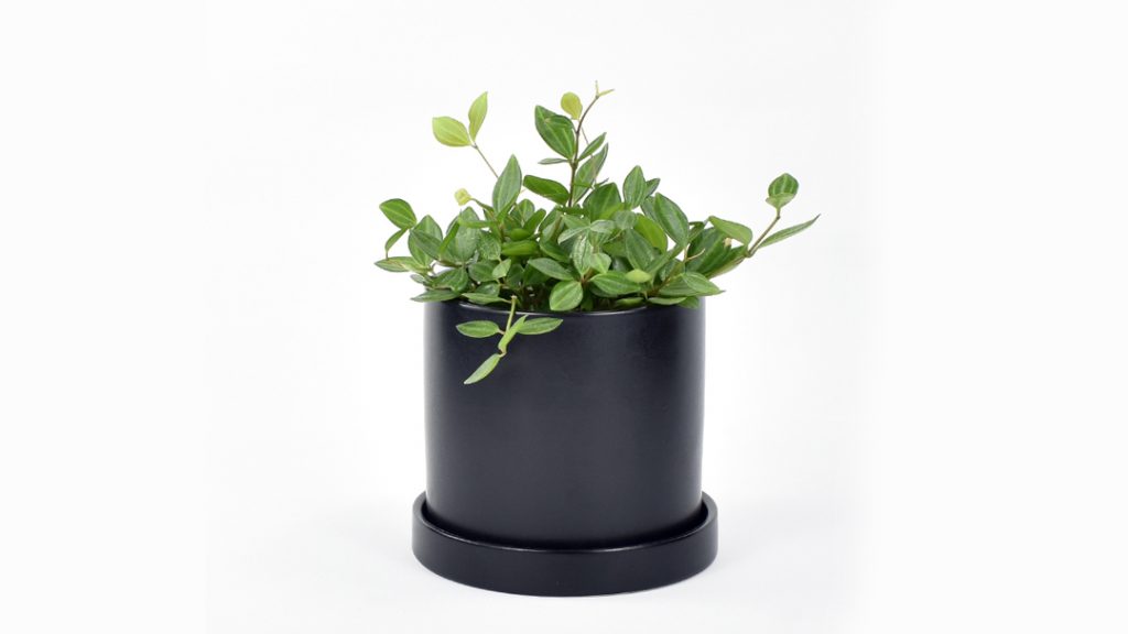 Peperomia angulata 'Rocca Verde' in a matte black ceramic pot