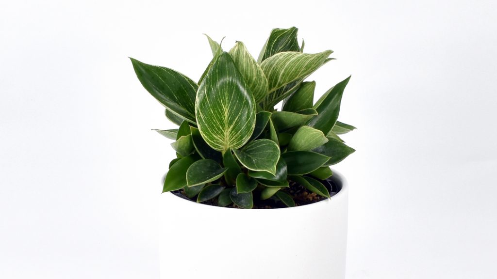 Philodendron Birkin Indoor Plant in white ceramic pot