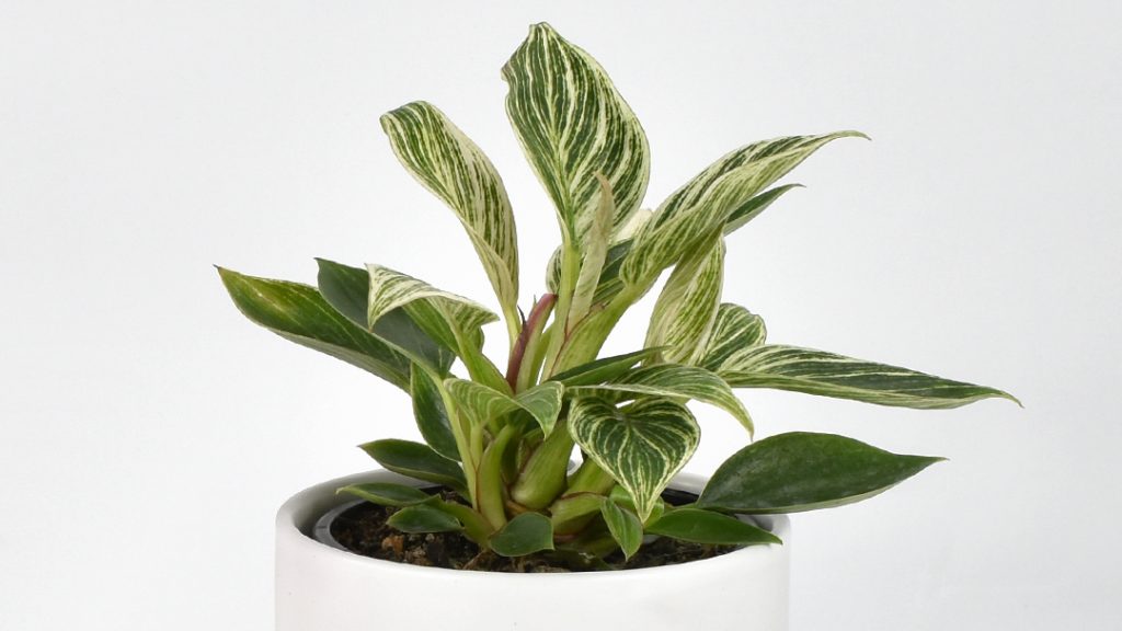 philodendron birkin indoor plant