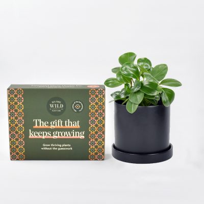 Peperomia in black ceramic pot and saucer with We the Wild mini plant care kit