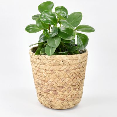 Peperomia obtusifolia in a woven water hyacinth basket