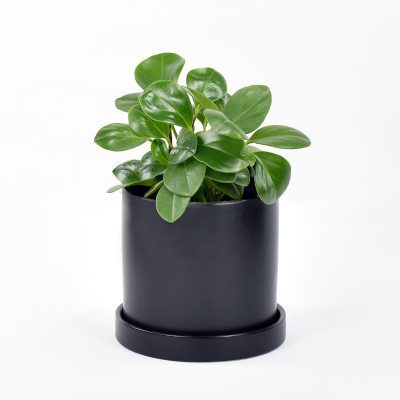 peperomia obtusifolia in black ceramic pot and saucer